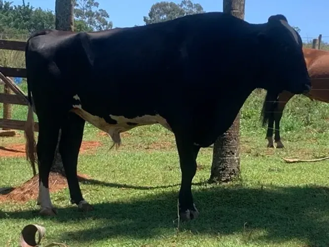 Vacas leiteiras em Goiânia