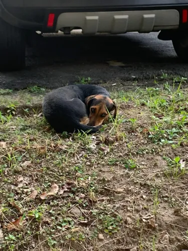 Cachorrinha salsicha para adoção 