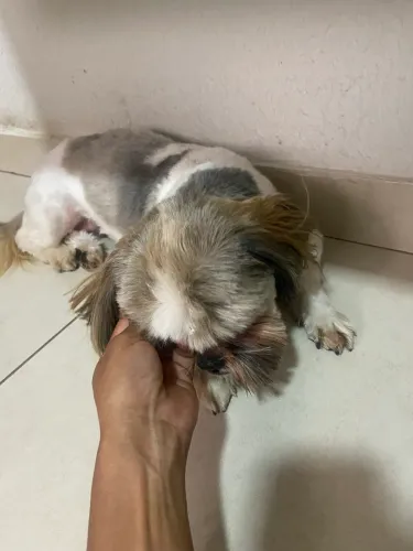 DOAÇÃO DE DOG