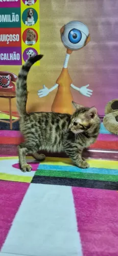 Bengal filhote macho