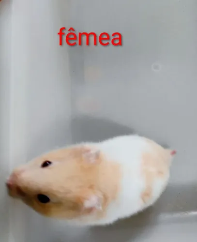 Hamster Sírio, Angorá e Anão Russo Filhotes 