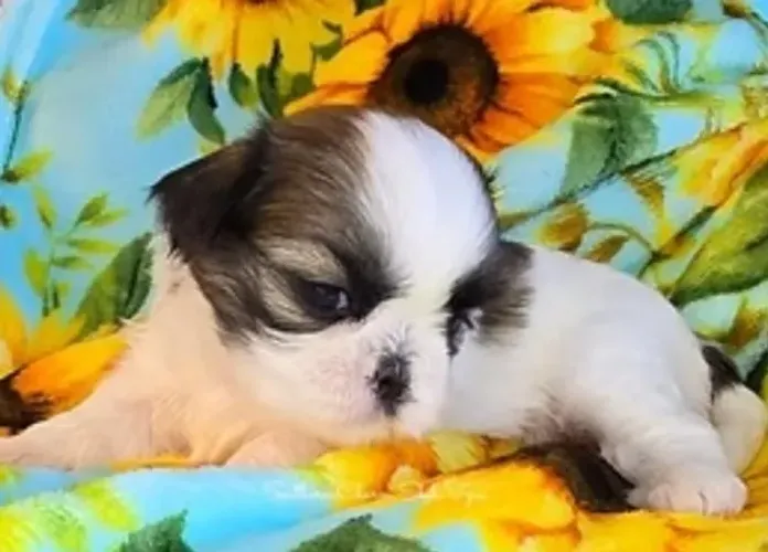 Lhasa Apso Filhotes Adoráveis.