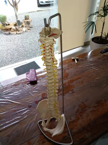 Coluna vertebral