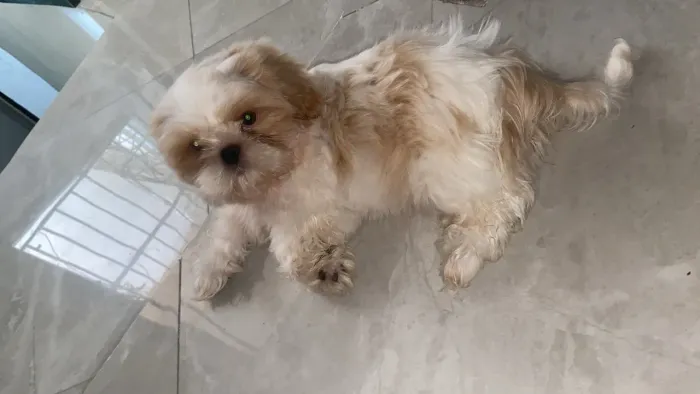 Cachorro 