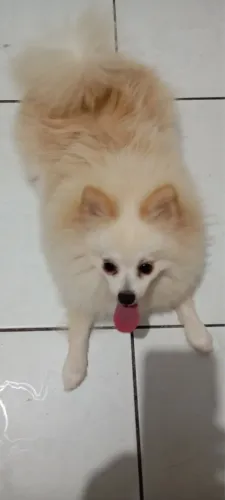 Filhote de Spitiz alemão  Pais no local  Pedigree opicional Macho =3,500 Fêmea 4,000