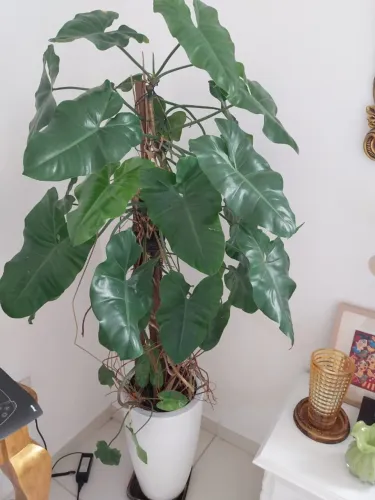 Planta natural em vaso para decoração de sala/escritóriov/varanda