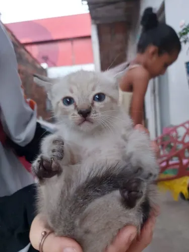 Gatos siameses para adoção responsável
