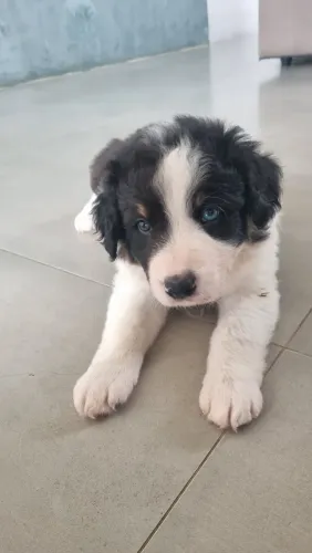 Border Collie