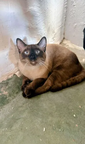 Gatinho siamês para adoção responsável.