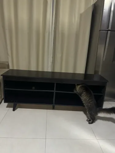 O gato não vai junto