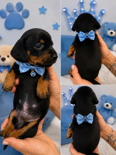 Filhote de Dachshund Macho Black Tan