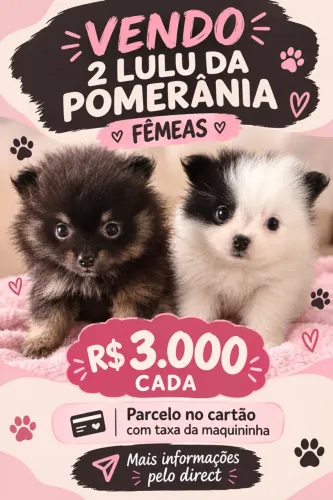 ? Lindos Filhotes de Lulu da Pomerânia Fêmeas