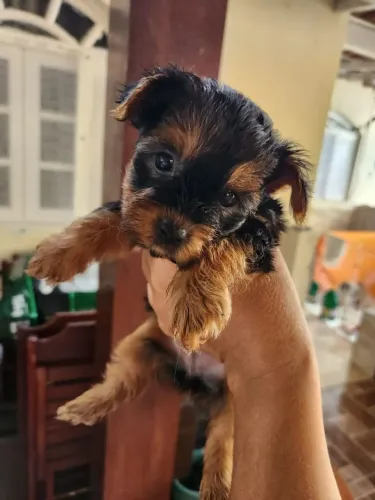 Vendo filhote yorkshire femêa