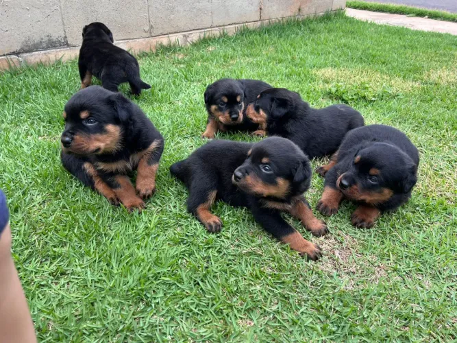 Vende filhotes de Rottweiler 