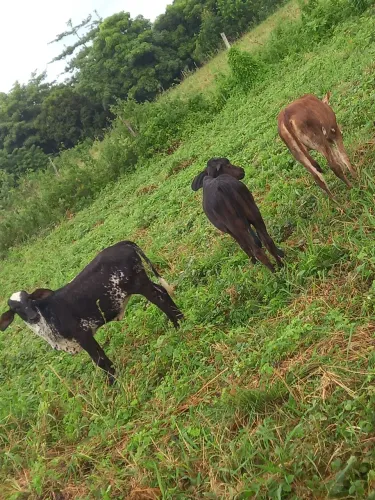 3 bezerras fêmea