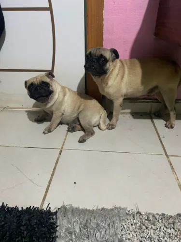 Vende se casal de pug
