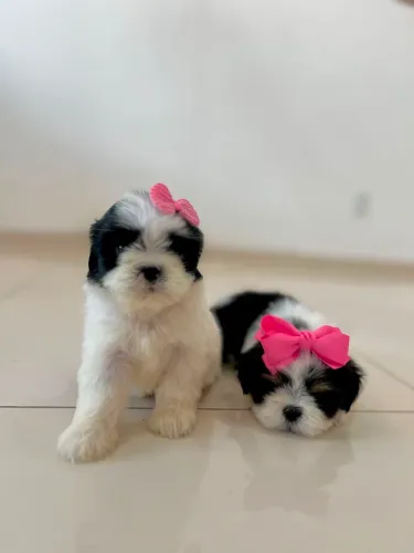 FILHOTE DE SHIHTZU MINI
