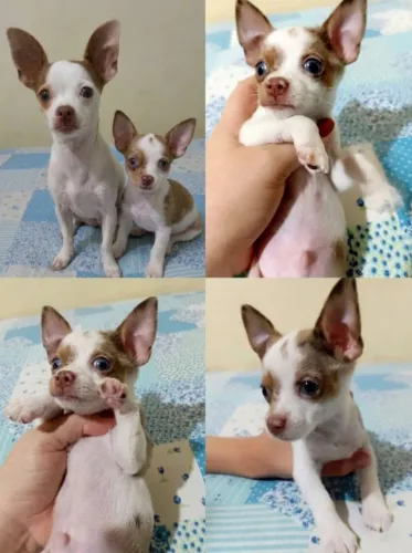 Pinscher macho 58 dias... 1,400