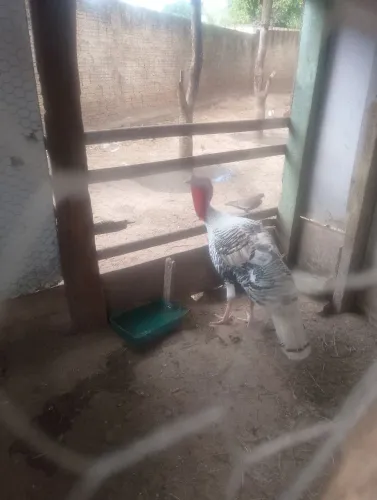 Peru macho