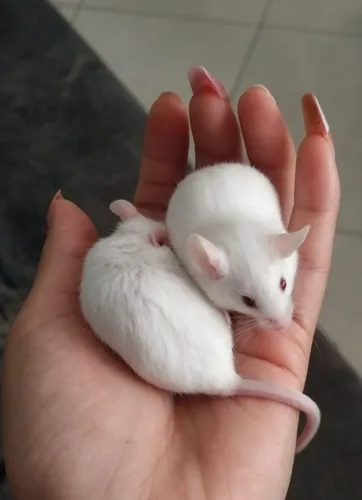 Estou doando 2 camundongos fêmeas