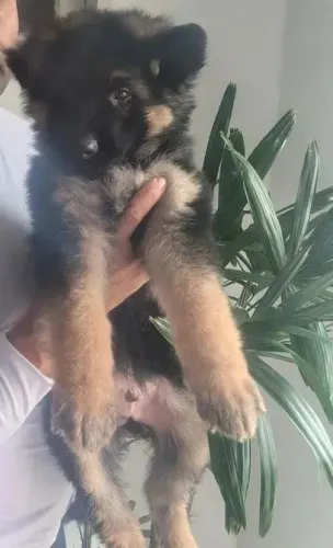 Pastor alemão Um cachorrinho bão demais da conta!