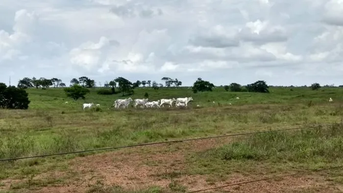 154 alqueires(fazenda Pará) por 78 mil por alqueire 1.500 gado verão e inverno