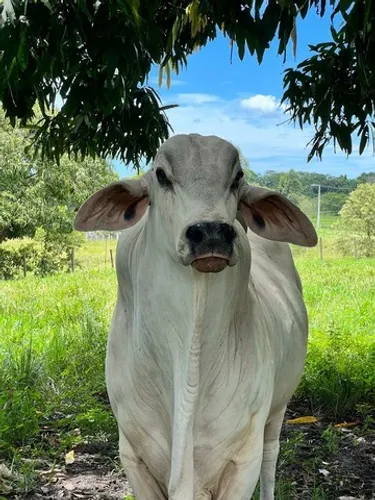 Tabapuã - Matrizes - Touros P.O - vacas - garrotes - novilhas 