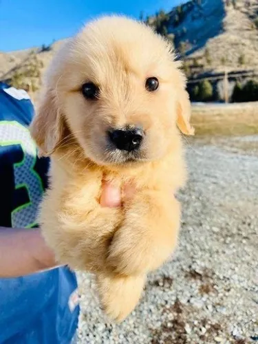 Golden Retriever