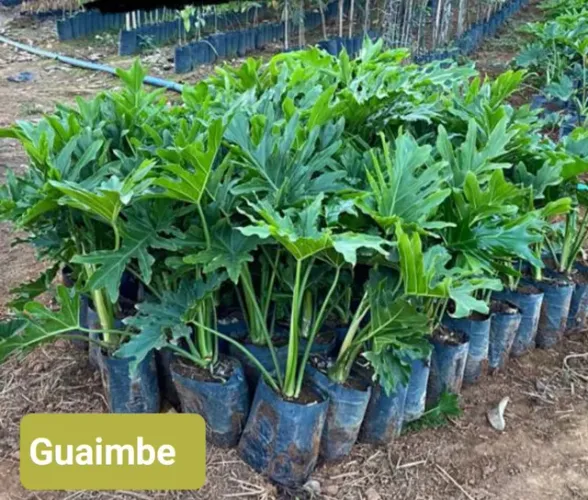 Mudas de Guaimbé