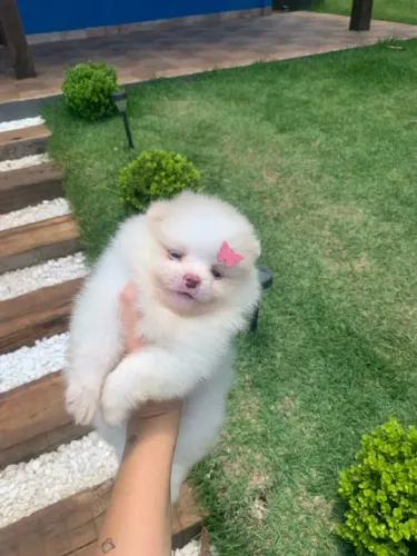 Lulu fêmea - Lulu da pomerania fêmea Clarinha