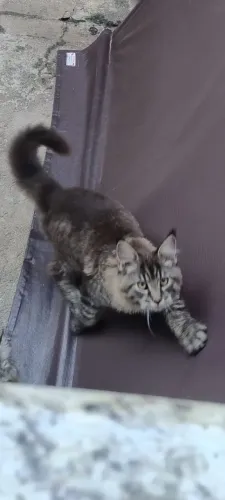 Gato Maine Coon - lindos filhotes disponíveis!