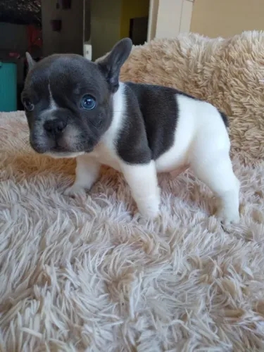 Filhote de Bulldog Francês - Olhos claros