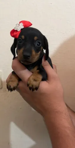 Dachshund Mini - Bem Cuidado