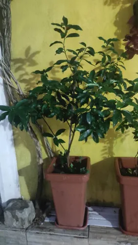 Mudas de Laranja Kinkan 