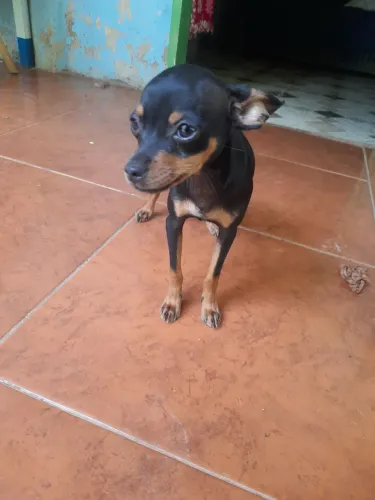 Pinscher 01