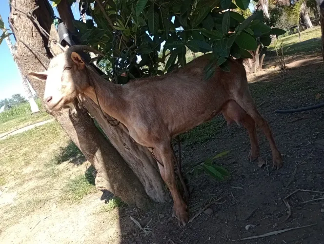Cabra leiteira de segunda cria ( sem filhotes)