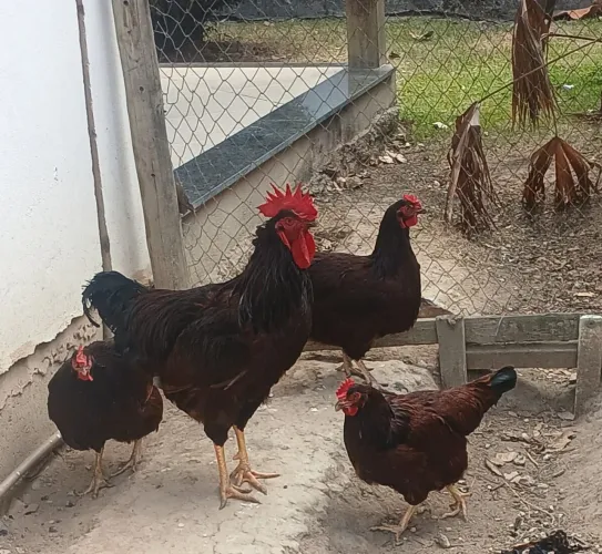 Pontinhos  de Rodhia Islândia Red