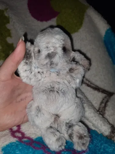 Pelúcia pet reborn - Coelho