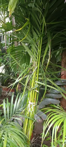 Palmeira Areca - Muda de Qualidade a partir de 30,00 reais