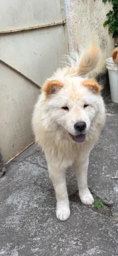 Chow chow filhote