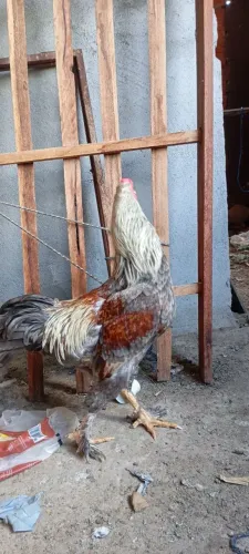 Vendo ou troco em bomba sapo