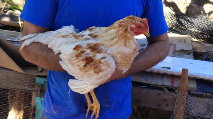 Frango caipira 