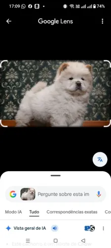 Filhote de chow chow 