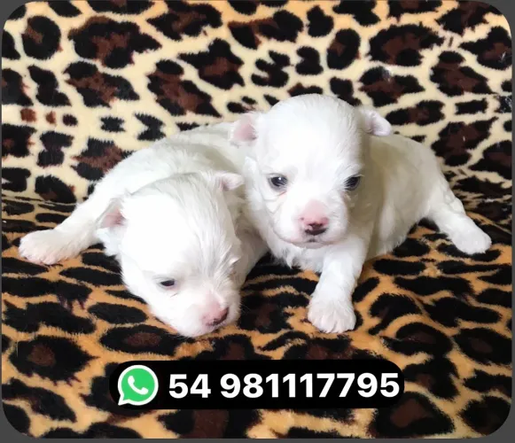 Lindos filhotes de maltês