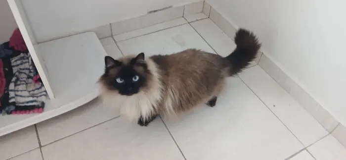 Doação responsável Gatos