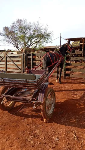 Cavalo com charrete completa 