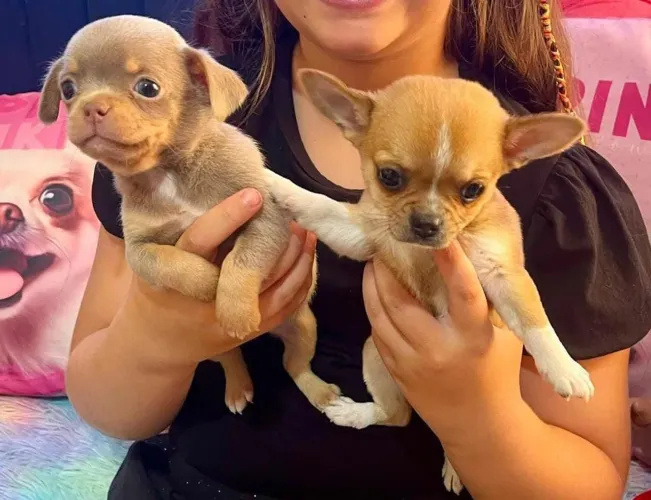 Chihuahua disponível 