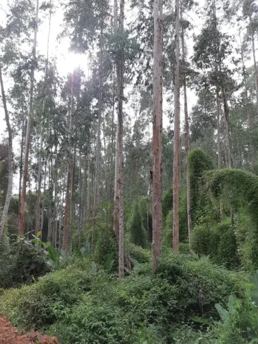 Terreno 69.000,00m² em Campina Grande do Sul