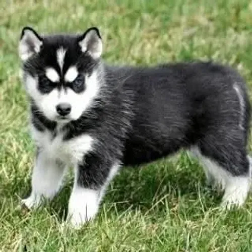 Filhotes de Husky Siberiano | Um pet para colorir sua rotina com alegria.