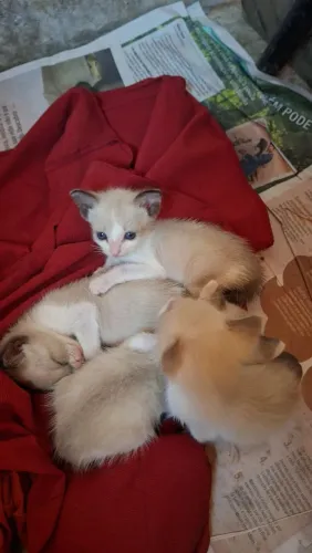 Gatos 
